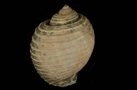 藏品(褐鶉螺)的圖片